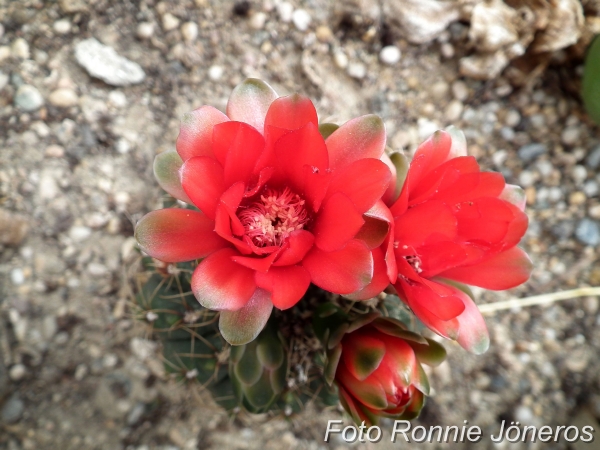 Gymnocalycium urugayense